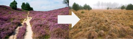 Verandering ecosysteem door vermesting