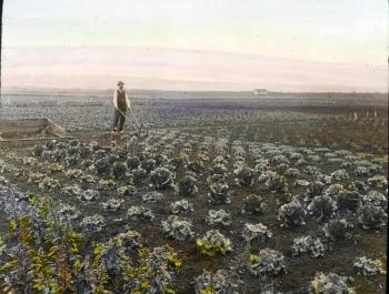 lokale landbouw